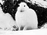 Hudson Bay 056