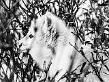 Hudson Bay 060