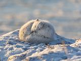 Hudson Bay 061