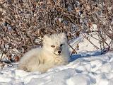 Hudson Bay 064