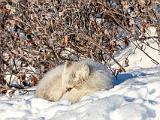Hudson Bay 065