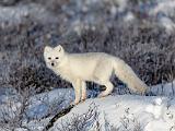 Hudson Bay 066