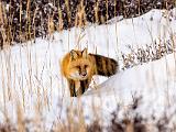 Hudson Bay 069