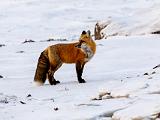 Hudson Bay 070
