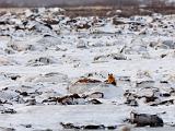 Hudson Bay 072