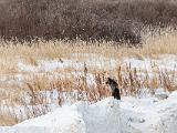 Hudson Bay 074