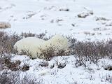 Hudson Bay 085