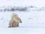 Hudson Bay 086