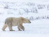 Hudson Bay 087