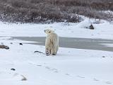 Hudson Bay 091