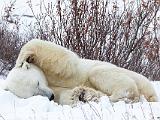 Hudson Bay 093