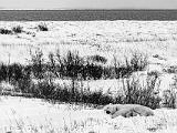 Hudson Bay 095