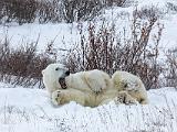 Hudson Bay 096