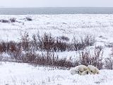 Hudson Bay 099
