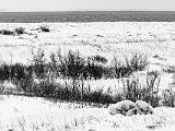 Hudson Bay 100