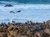Monterey 006