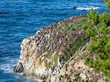 Monterey 015