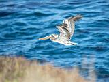 Monterey 017