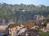 Monterey 019