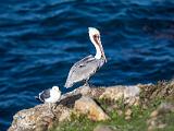 Monterey 020