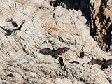 Point Lobos 003