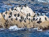Point Lobos 006