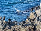 Point Lobos 007