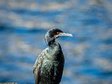 Point Lobos 008