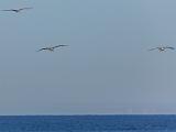 Point Lobos 010