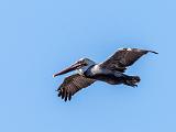 Point Lobos 013