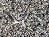 Point Lobos 014