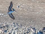 Point Lobos 015