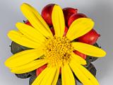 Macro Play 004