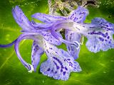 Macro Play 006