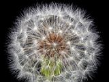 E Dandelion 001