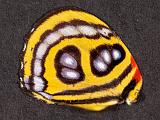 J Butterflies 001