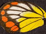 J Butterflies 002