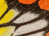 J Butterflies 004