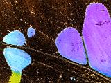 J Butterflies 005
