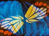 J Butterflies 006