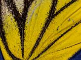 J Butterflies 010