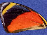 J Butterflies 011