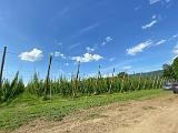 Champlain Valley Hops 001