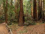 B Henry Cowell Redwoods 001