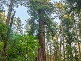 B Henry Cowell Redwoods 004