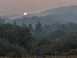 B Henry Cowell Redwoods 006