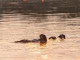 C Elkhorn Slough 003