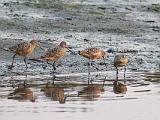 C Elkhorn Slough 005