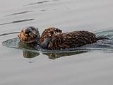 C Elkhorn Slough 007