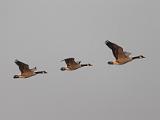 C Elkhorn Slough 008